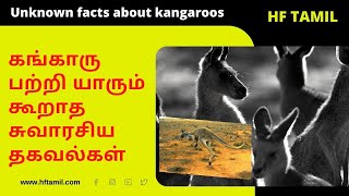 கங்காருக்கள் பற்றிய சுவாரசிய தகவல்கள் | Interesting facts about kangaroo #hftamil