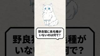 Q：野良猫に長毛種がいないのは何で？ #猫 #保護猫 #ねこ