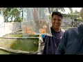 ping pong pearl scale goldfish farm at panabo city philippines 🇵🇭