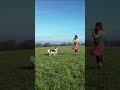 Extrait d'une #danse avec Yoko, filmée par un #drone 🐶 #dogdance #educationchien #chienheureux