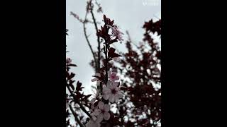 Spring flowers #Fruitless Purple Plum Trees