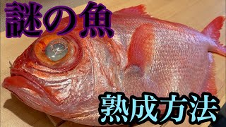 謎の魚の熟成方法🌚#熟成#捌き方#津本式