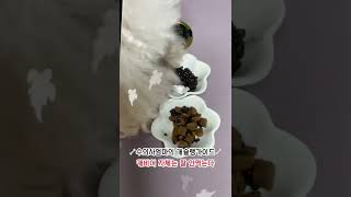 나도 안먹어본 캐비어 시식해봤다개🐶 수의사엄마의 개슐랭가이드📖