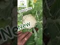 cauliflower ws 24467 white n compact