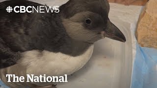 #TheMoment an injured puffin got a new lease on life