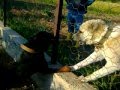 KANGAL VS ROTTWEİLER