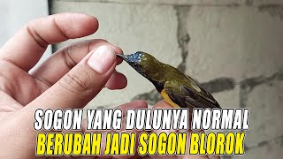 KOK BISA BURUNG SOGON YANG AWALNYA NORMAL BERUBAH JADI SOGON BLOROK