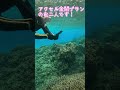 【石垣島】11時40分着の方と18時でお帰りの方♪1月15日シュノーケリングツアー動画