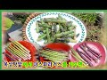 옥상텃밭에서 아스파라거스를 키우면 넉넉하게 먹을 수 있습니다. asparagus