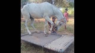 Karnwat horse farm sultana 9887177145