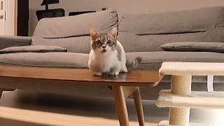 子猫のお留守番を隠し撮りしたらカメラに気付かれました笑