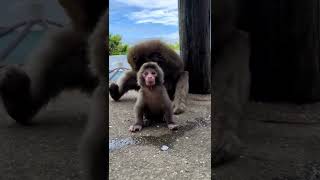 Monkey baby so cute 🥰😍🐒 #shorts #short #shortvideo #shortsvideo #monkey