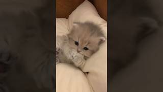 Cute Kitty.... Warning: Sensitive content (not for the faint of heart) #kittens #kittenmoments