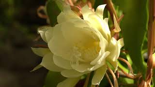 Epiphyllum Bloom 2022