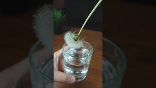 Water Resistant Dandelion