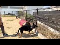 ドッグランで見つけたトンネルの使い方が独特なシェパード犬【german shepherd】 my dog uses the dog tunnel by unusual way