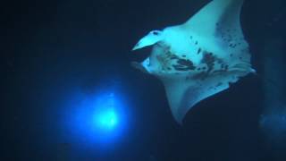 Night diving with giant Manta rays, Kona, Hawaii