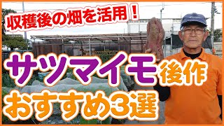 家庭菜園でサツマイモ後作に適したおすすめ野菜3選！収穫後の畑を使って効率よく野菜を育てる！厳寒期の種まきに適した野菜とは？【農園ライフ】