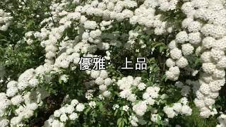 【風景　花】小手鞠コデマリが新緑に衣替えした桜の樹林で、優雅に揺れている、長居植物園23.04.16