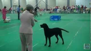 2012 UKC Premier Conformation | United Kennel Club