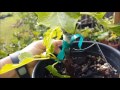 update on black madeira u0026 other grafted figs 6 20 16