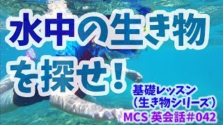 生き物シリーズ（水辺・海）【MCS英会話レッスン#042】