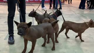 CQD BTK -65th International Dog Show CACIB Belgrade,17th November 2019