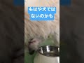 わざわざ飼い主に近付いてきて強烈なゲップをかますポメプー ポメプー ミックス犬 ペット動画