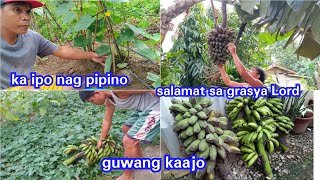 harvest nami sa  among Pipino ug saging, naka deliver napod mi sa among gulay