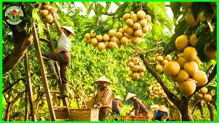 How farmers in the world harvest and process millions of tons of longans, lychees and pomegranates