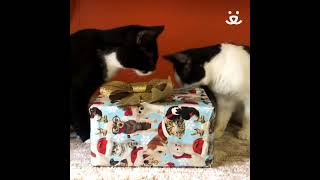 Adoptable #pets opening #holiday presents will warm your #heart