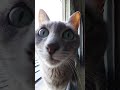 カメラの存在に気付いた猫の反応　the cat notices the existence of the camera.