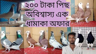 ২০০ টাকা পিছ পুরাই মাগনা দামে ভাইরাল মনির ভাইয়ের থেকে কবুতর কিনুন | পানির চেয়ে কম দামে কবুতর কিনুন