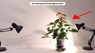 Cyborg Houseplant that detects light