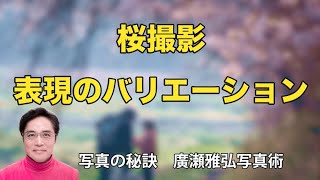 桜撮影の表現バリエーション