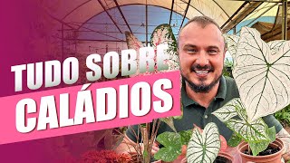 CALÁDIOS: O Segredo para folhas COLORIDAS e PERFEITAS! | Aprenda com Murilo Soares