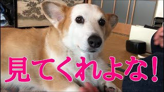 モフモフ！コーギー　犬　のび君　welsh corgi