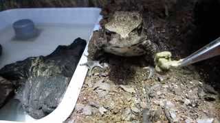 アズマヒキガエル　食事風景　～人工飼料でカエル飼育～