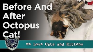 Neglected Cat With ‘Octopus’ Matted Fur Gets It All Shaved Off - TRANSFORMED!