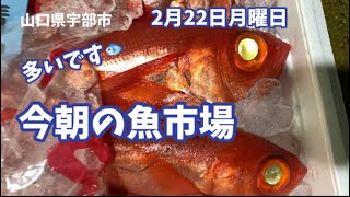 【魚市場】【大漁】【朝セリ】今朝の魚市場2月22日月曜日の水揚げ状況