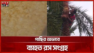 গাছি কমায় সাতক্ষীরায় খেজুরের রস সংগ্রহ ও গুড় উৎপাদনে ভাটা | Date Juice in Satkhira | Date Molasses