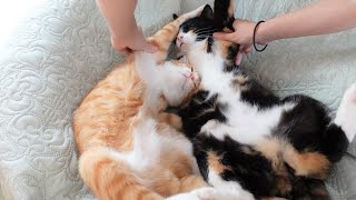 仲良し親子にマッサージをしたらこうなりました【保護猫】