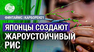 Рис за 21 долларов за кг заставил японцев обратиться к науке