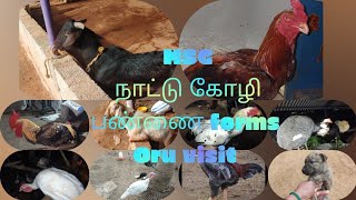 #MSG  நாட்டு கோழி பண்ணை ஒரு visit 🐄🐕🐈🦢🐔🐓