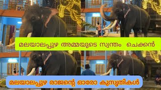 മലയാലപ്പുഴയുടെ സ്വന്തം ചെക്കൻ #Malayalapuzha Rajan #malayalapuzharajan #aanapremi |Temple