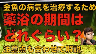 【金魚】病気を治療するための薬浴の期間はどれぐらい？注意点も合わせて解説します