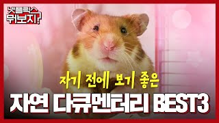 당신은 따봉 햄스터의 행운을 받았습니다 [넷플릭스뭐보지?]