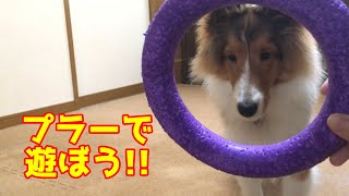 【シェルティ】プラーで遊ぼう!【瑞鶴も遊びたい!!】