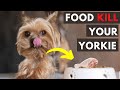 25 Foods Your Yorkshire Terrier Should Never Eat