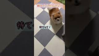 ツンデレですか？　#ポメラニアン #pomeranian #きなこ #怒る犬